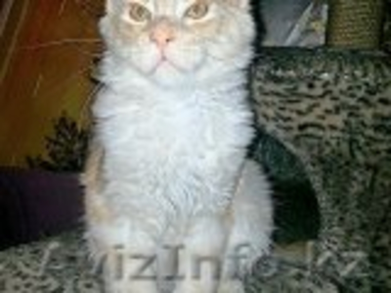 котята Мейн Кун из питомника г.Алматы - Изображение #2, Объявление #1092580