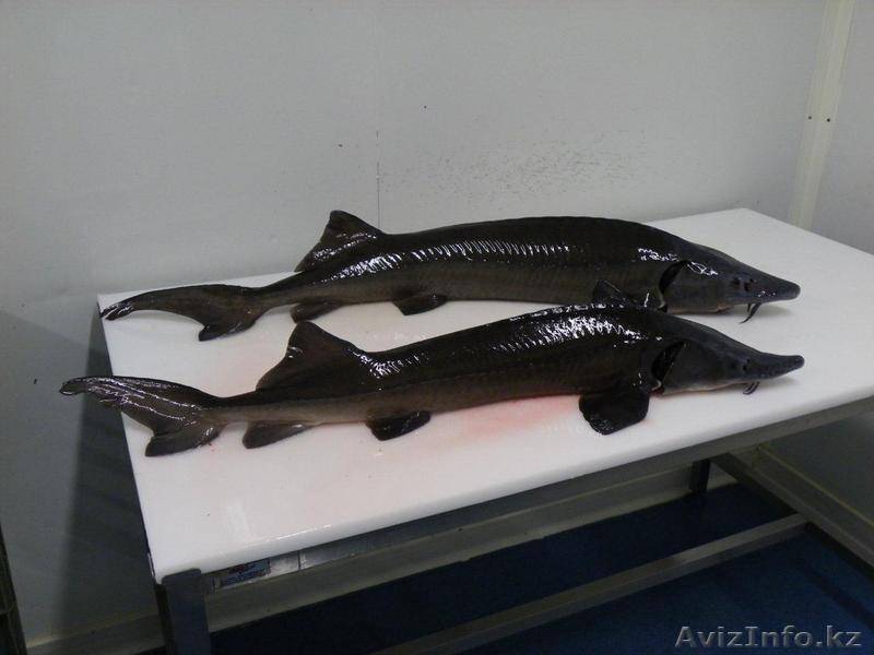 Осетр Сибирский, свежемороженый - Изображение #1, Объявление #1095193