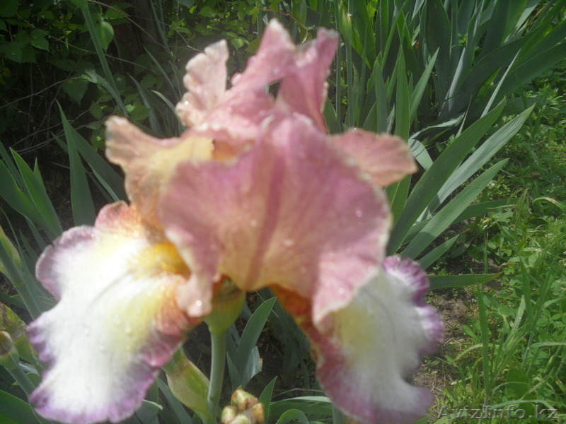 Продам ирисы и другие многолетники - Изображение #3, Объявление #1092564