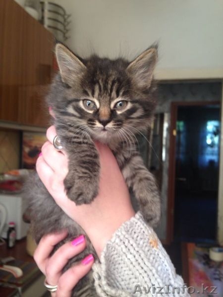 Отдам котят в хорошие,добрые ручки - Изображение #2, Объявление #1092703