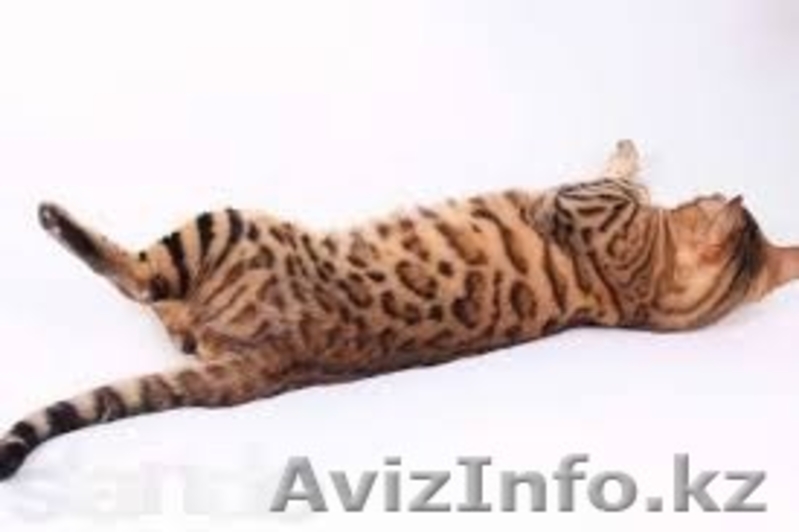 Стрижки,купания,маникюр,педикюр,гостиница для кошек и собак в Алматы - Изображение #3, Объявление #1088459