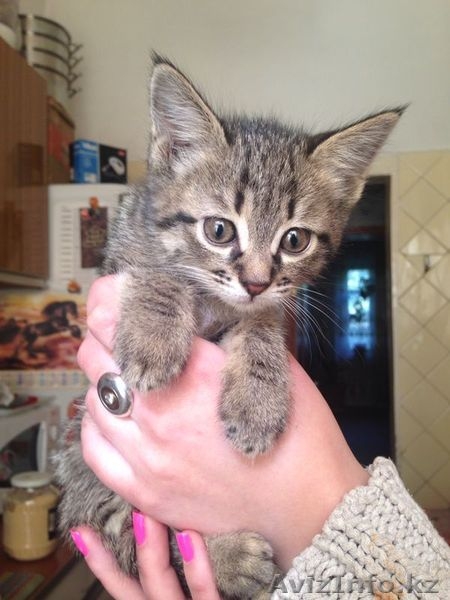 Отдам котят в хорошие,добрые ручки - Изображение #1, Объявление #1092703