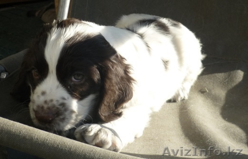 Продам щенка русского охотничьего спаиеля - Изображение #1, Объявление #1101652