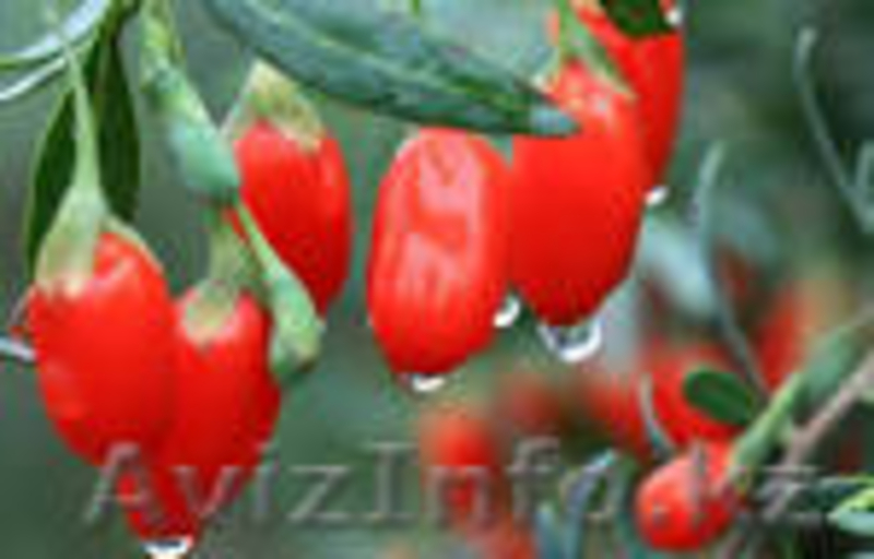 продаю ягоды Годжи - Изображение #2, Объявление #1097861