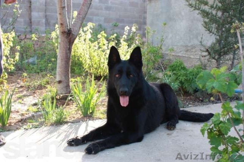 продаю щенков немецкой овчарки от хороших производителей - Изображение #2, Объявление #1098645