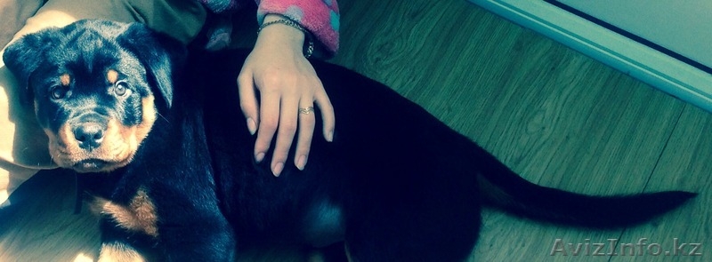 Продам самого красивого щенка ротвейлера - Изображение #1, Объявление #1100976