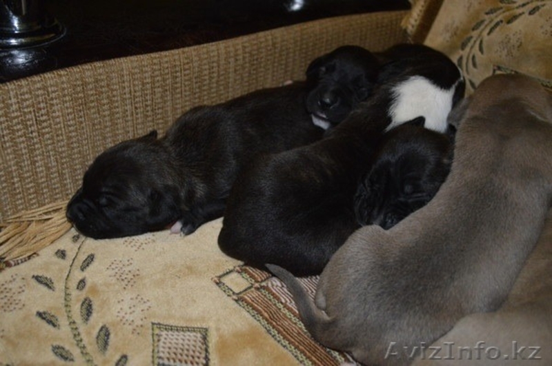 Щенки Американский Стаффордширский терьер - Изображение #2, Объявление #1107514