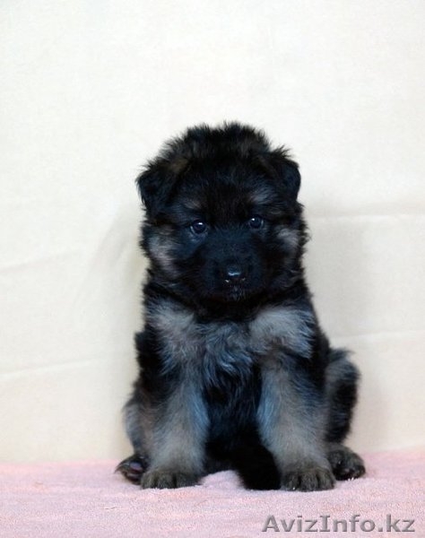 продаю щенков немецкой овчарки от хороших производителей - Изображение #1, Объявление #1098645