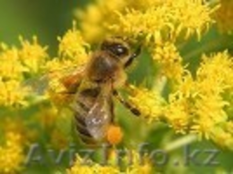 Много витаминов в одном продукте - Изображение #1, Объявление #1109210