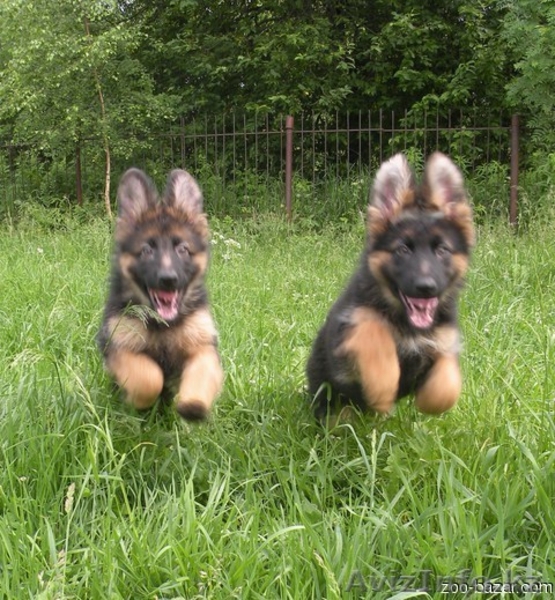 Курс,послушания собак - Изображение #3, Объявление #1109195