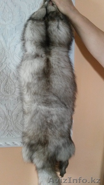 Шкура, Песец Натуральный - Изображение #2, Объявление #1119379