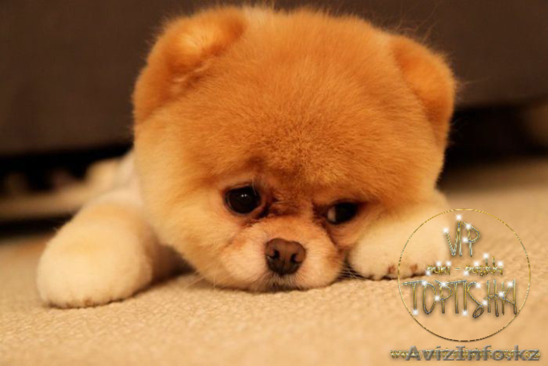 Эксклюзивные щенки карликового померанского шпица Тип-Мишки VIP-Classa - Изображение #10, Объявление #1122489