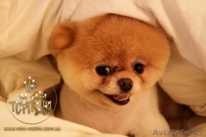 Эксклюзивные щенки карликового померанского шпица Тип-Мишки VIP-Classa - Изображение #9, Объявление #1122489