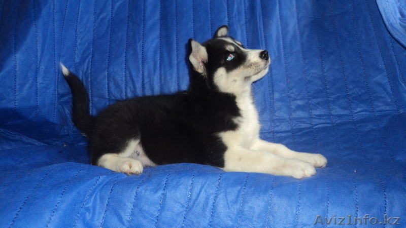 Элитные щенки сибирский хаски ( с документами) - Изображение #1, Объявление #1118018