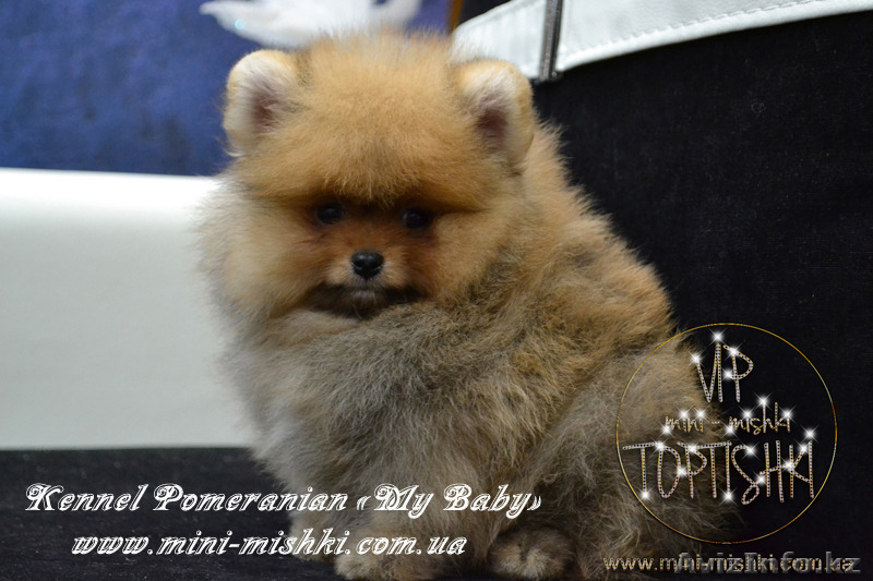 Эксклюзивные щенки карликового померанского шпица Мишки SHOW-Classa!!! - Изображение #4, Объявление #1122491