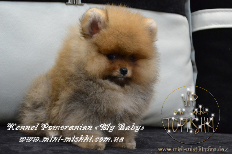 Эксклюзивные щенки карликового померанского шпица Тип-Мишки VIP-Classa - Изображение #3, Объявление #1122489