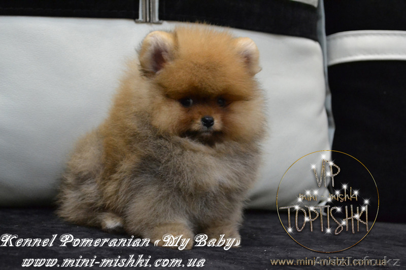 Эксклюзивные щенки карликового померанского шпица Мишки SHOW-Classa!!! - Изображение #2, Объявление #1122491