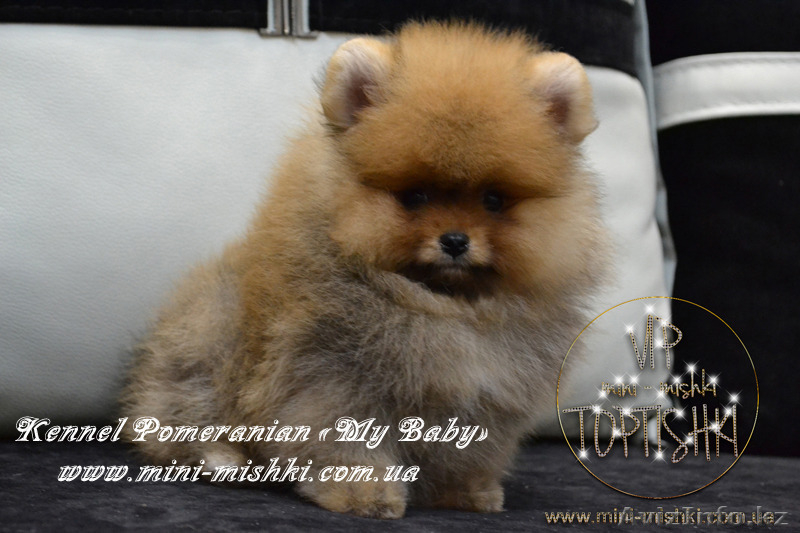 Эксклюзивные щенки карликового померанского шпица Мишки SHOW-Classa!!! - Изображение #1, Объявление #1122491
