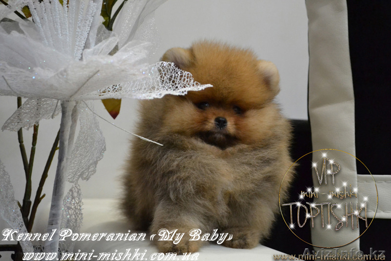 Эксклюзивные щенки карликового померанского шпица Тип-Мишки VIP-Classa - Изображение #4, Объявление #1122489