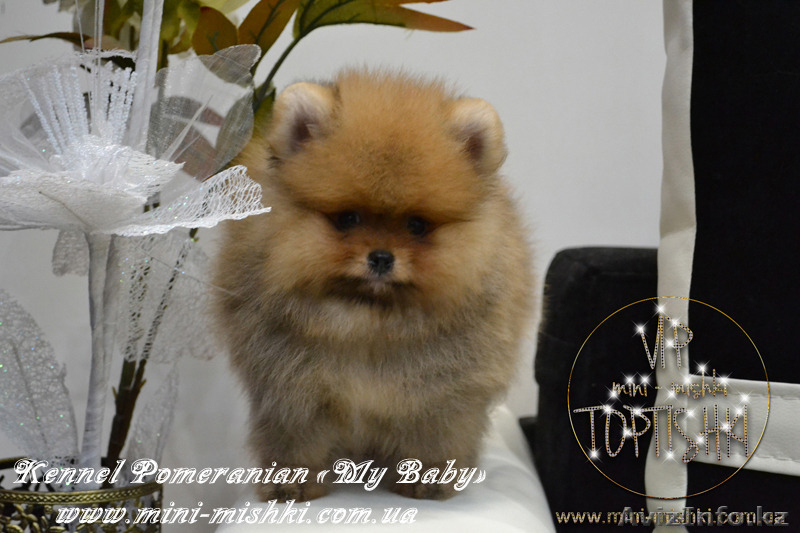 Эксклюзивные щенки карликового померанского шпица Мишки SHOW-Classa!!! - Изображение #5, Объявление #1122491