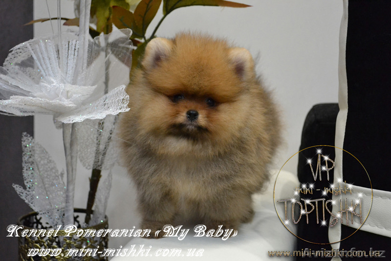 Эксклюзивные щенки карликового померанского шпица Тип-Мишки VIP-Classa - Изображение #5, Объявление #1122489