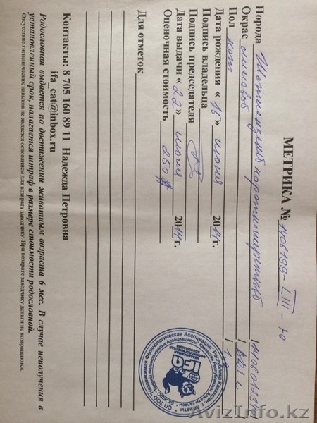 Продам котенка породы ScottishStright (Шотландская прямоухая) - Изображение #9, Объявление #1124985