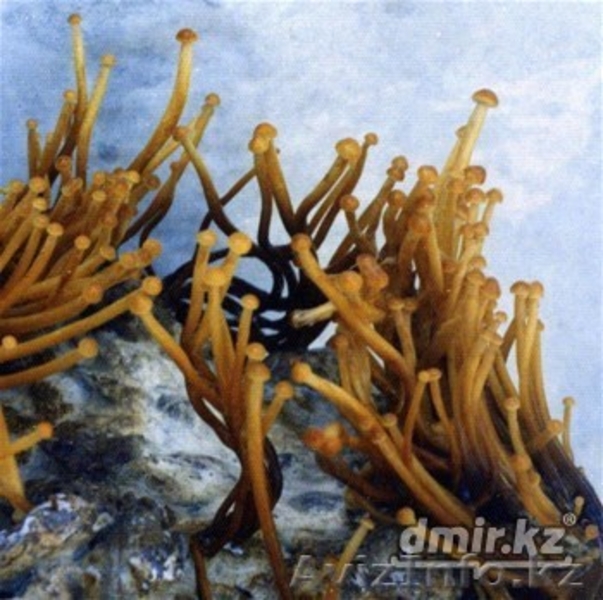 продам мицелий съедобных грибов - Изображение #3, Объявление #1107359