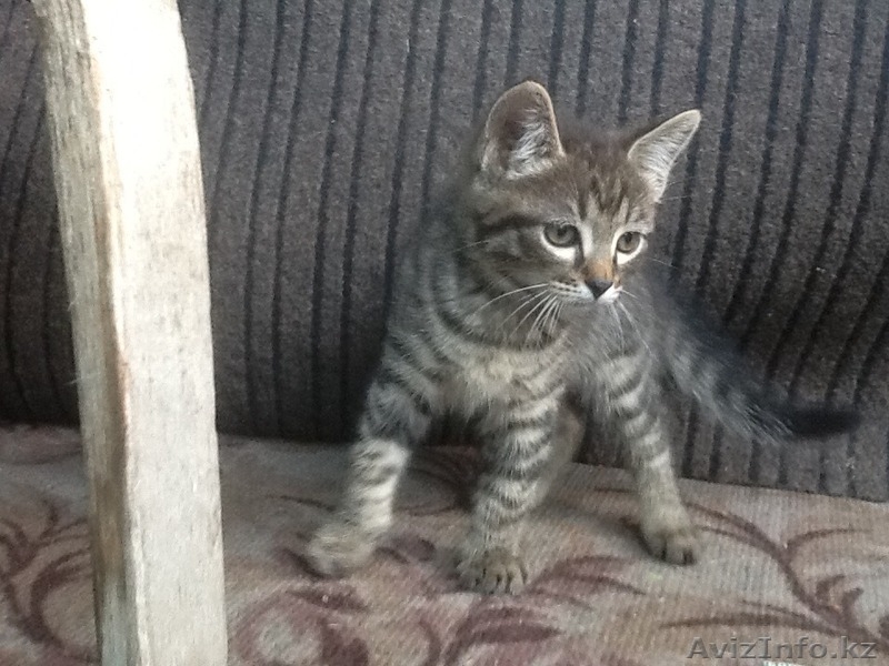 Даром, в добрые руки. - Изображение #2, Объявление #1118668