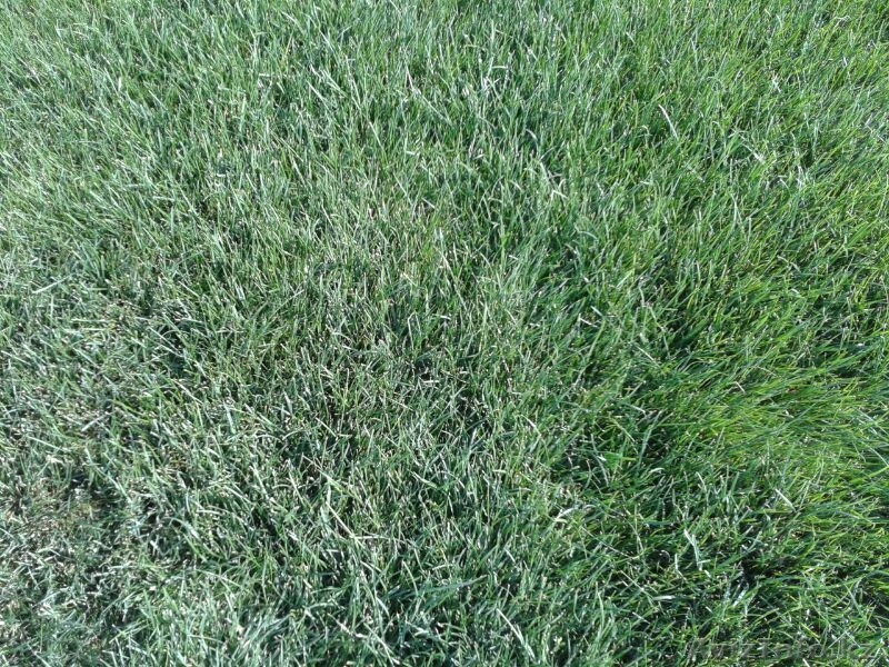 Рулонный газон, газонная трава - Изображение #3, Объявление #944551