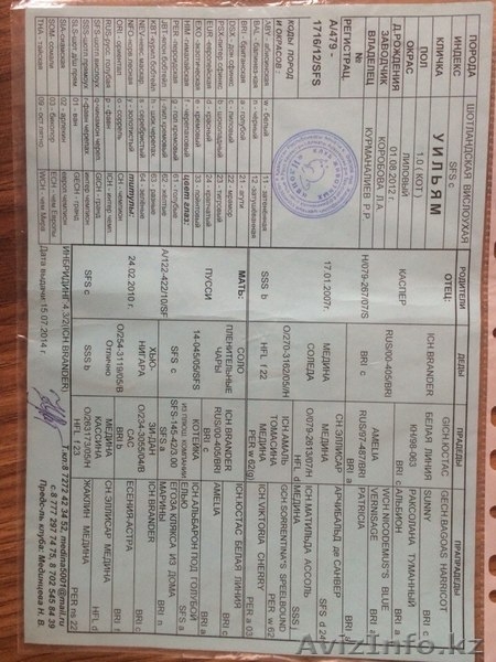 Продам котенка породы ScottishStright (Шотландская прямоухая) - Изображение #10, Объявление #1124985