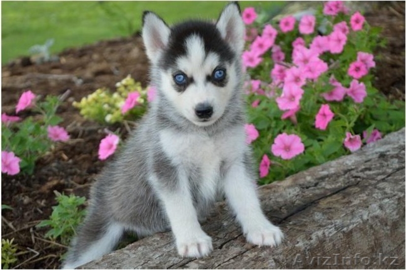 Щенки сибирской хаски - Изображение #2, Объявление #1122639