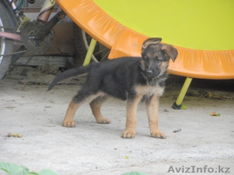 Продаются щенки немецкой овчарки! - Изображение #3, Объявление #1133584