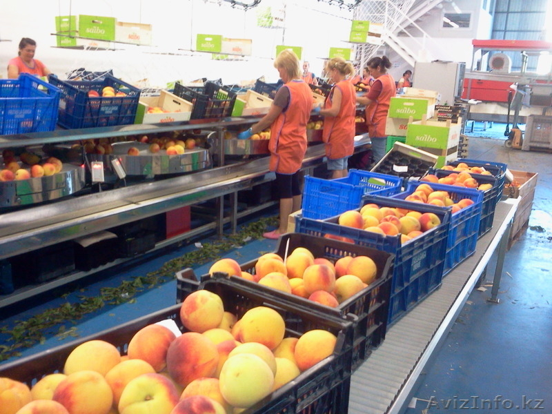 персик из Испании - Изображение #2, Объявление #1129255