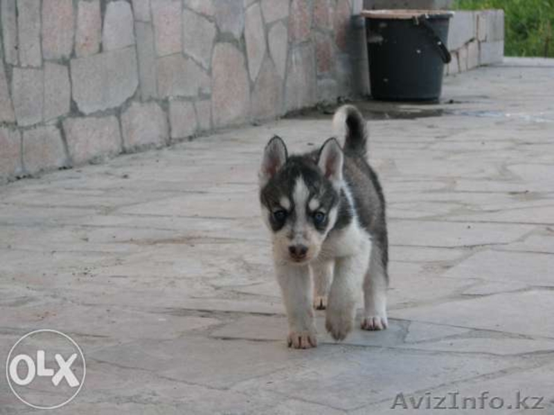 Продам щенят хаски - Изображение #1, Объявление #1129751