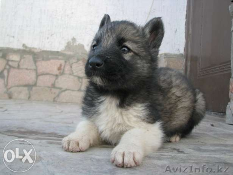 Продам щенят хаски - Изображение #2, Объявление #1129751