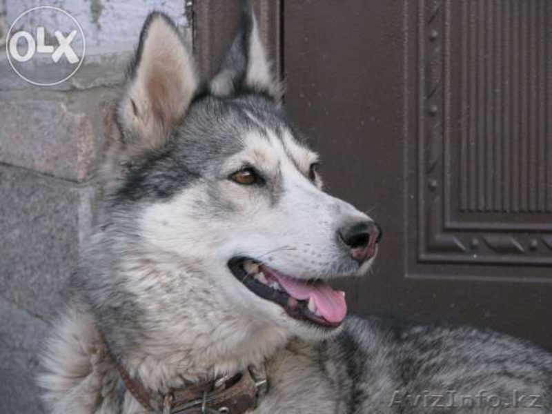 Продам щенят хаски - Изображение #3, Объявление #1129751