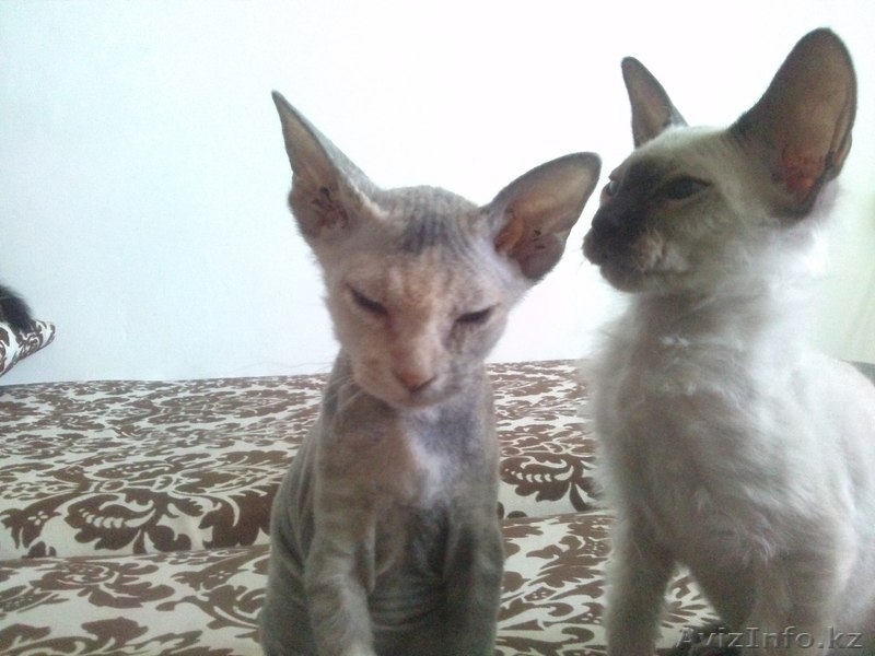 Котят Донского Сфинкса - Изображение #5, Объявление #1127697