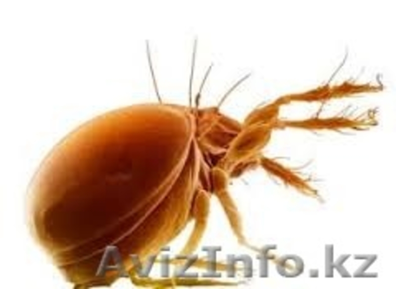 Уничтожение блох в Алматы и Алматинской области - Изображение #2, Объявление #1131158