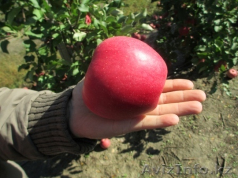 Веники из Сорго (производство Молдова) - Изображение #1, Объявление #1128893