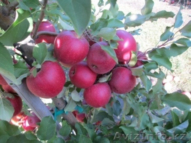 Веники из Сорго (производство Молдова) - Изображение #2, Объявление #1128893