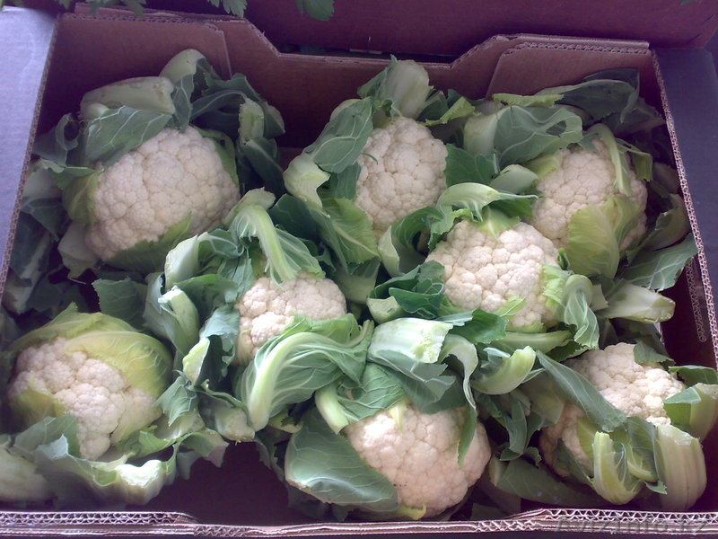 продаю овощи из Испании - Изображение #3, Объявление #1137383