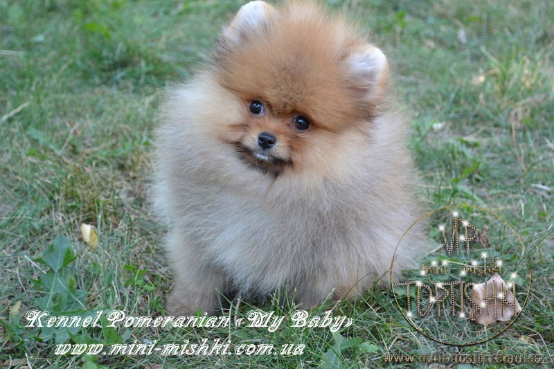 Элитные щенки карликового померанского шпица SHOW-Classa! мишки BOO!!! - Изображение #3, Объявление #1130563