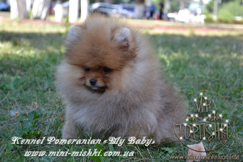 Щенки карликового померанского шпица VIP-Classa!!! - Изображение #10, Объявление #1137421