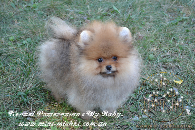 Элитные щенки карликового померанского шпица SHOW-Classa! мишки BOO!!! - Изображение #1, Объявление #1130563