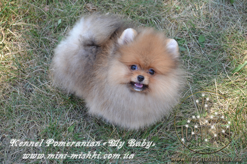 Элитные щенки карликового померанского шпица SHOW-Classa! мишки BOO!!! - Изображение #5, Объявление #1130563