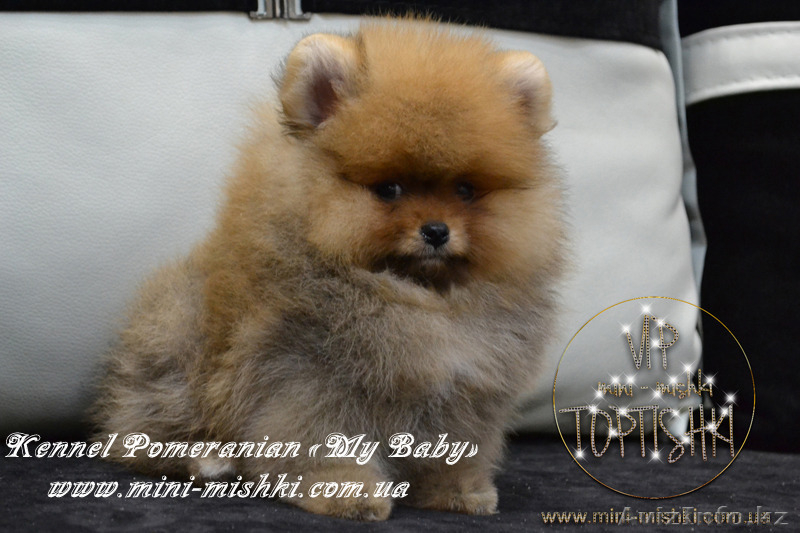 Щенки карликового померанского шпица VIP-Classa!!! - Изображение #8, Объявление #1137421