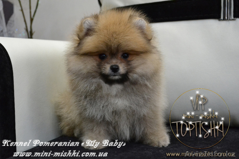 Щенки карликового померанского шпица VIP-Classa!!! - Изображение #5, Объявление #1137421