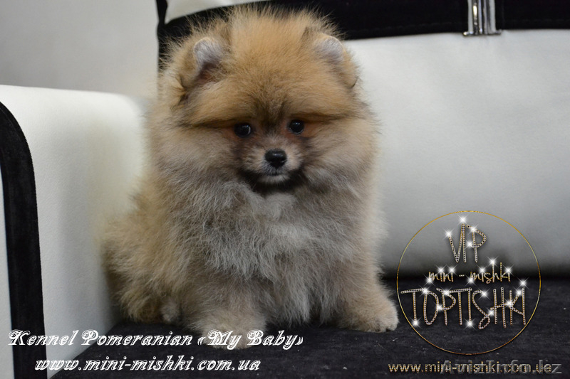 Щенки карликового померанского шпица VIP-Classa!!! - Изображение #6, Объявление #1137421