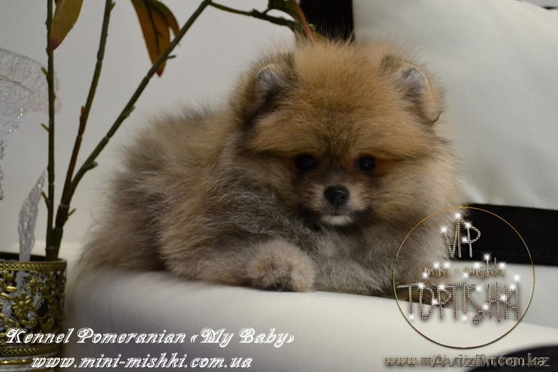 Щенки карликового померанского шпица VIP-Classa!!! - Изображение #7, Объявление #1137421