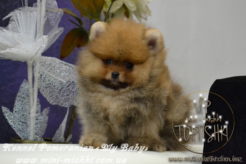 Щенки Карликового померанского шпица VIP-Mini-Mishki Toptishki!!! - Изображение #6, Объявление #1131274